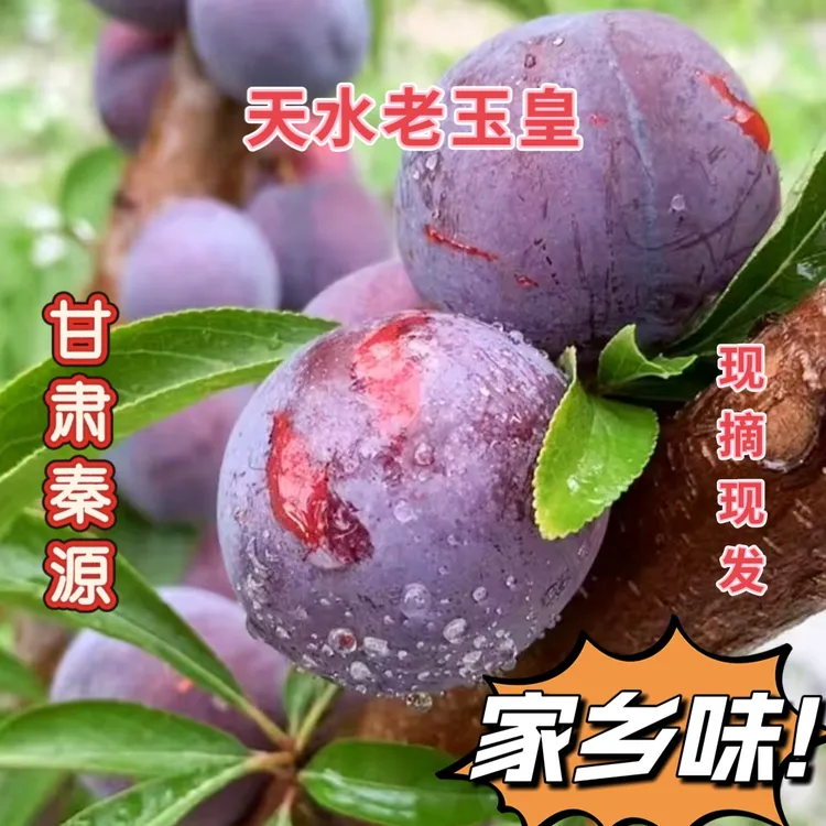 甘肃天水老品种玉皇脱骨李新鲜现摘现发净重5斤包邮