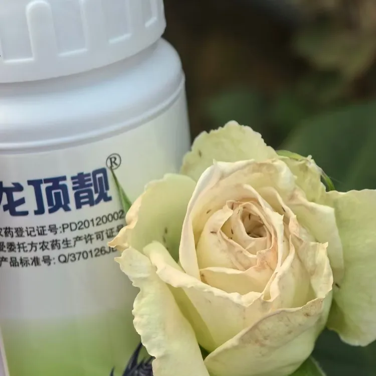 防治蓟马钻心虫斑潜