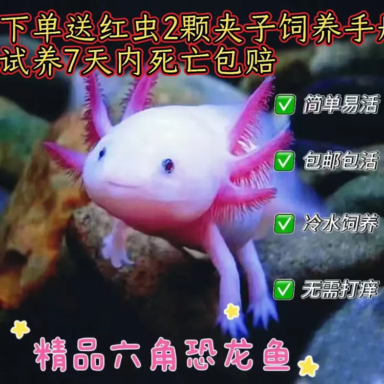 六角鱼恐龙鱼活体冷水观赏鱼适合混养增添水族乐趣