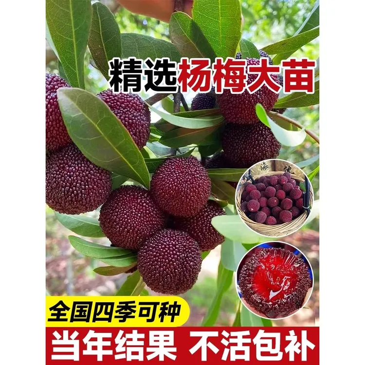 正宗东魁杨梅树树苗杨梅苗南北方种植地栽果树苗当年结果特大
