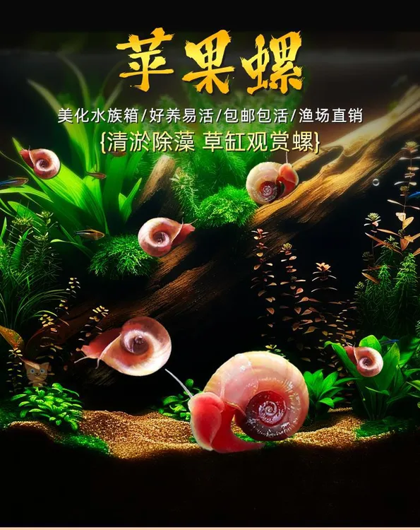 全红除藻观赏螺苹果螺宠物螺观赏螺鱼缸螺除藻工具破损包赔
