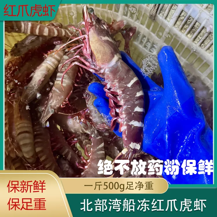 北部湾本港竹节虾海虾基围虾红爪虎鲜活冷冻船冻虾新鲜鲜甜海鲜