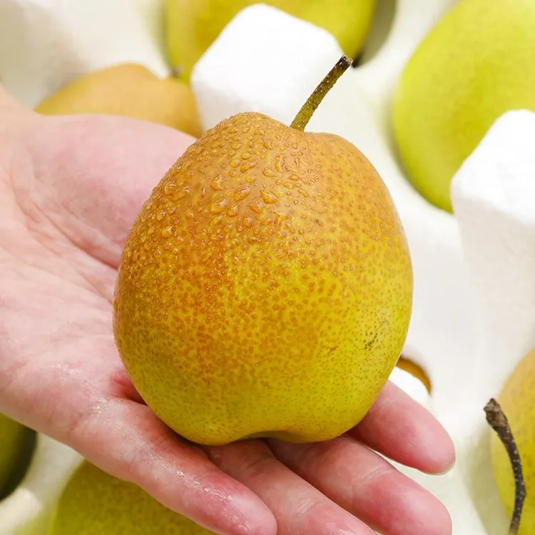 【严选】陕西红香酥梨 精选特大果酥脆多汁香酥梨新鲜水果A