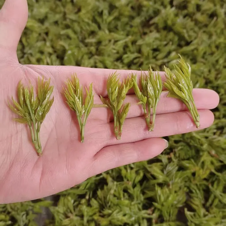 张家界高山小米芽莓茶（罐装）