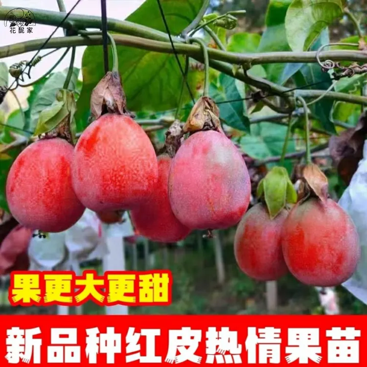 新品种红皮热情果苗果更大更甜不酸带土带叶发货百香果苗当年结果