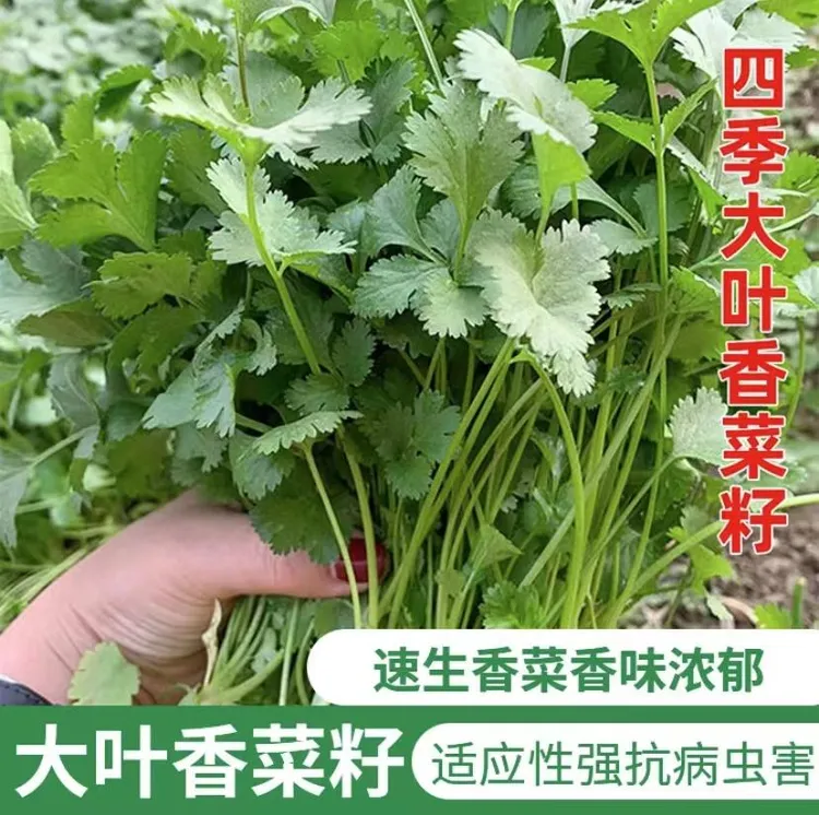 【大叶香菜种子】正品速生香菜种子四季耐热耐抽苔盆栽农家蔬菜种籽