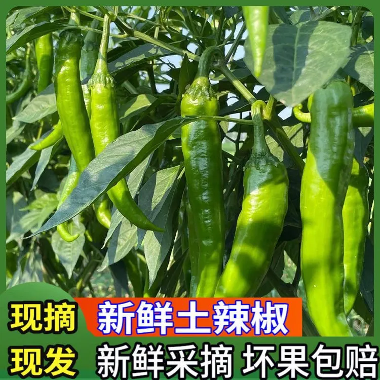 当季蔬菜农家自种新鲜薄皮牛角椒现摘现发炒菜美味可做青椒辣椒酱