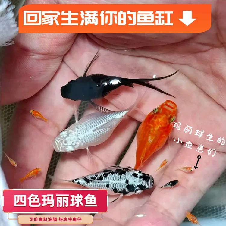 玛丽球鱼奶牛玛丽球玛丽鱼胎生鱼直接生小鱼大肚怀孕鱼米奇孔雀鱼