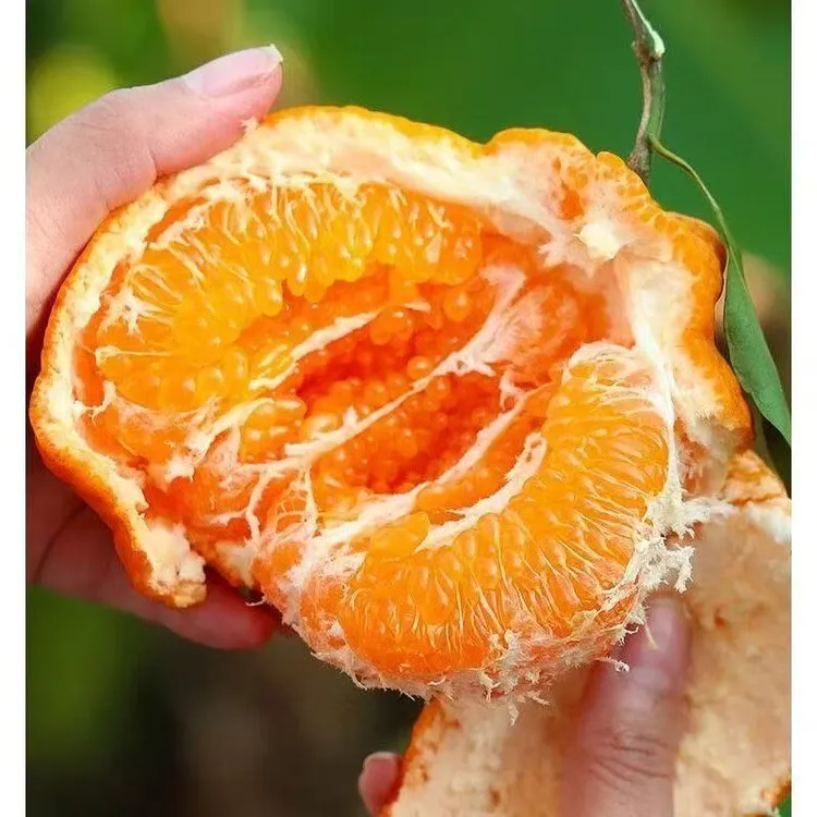 正宗四川春见耙耙柑3/5/8斤粑粑柑橘子新鲜水果当季丑桔八怪特甜