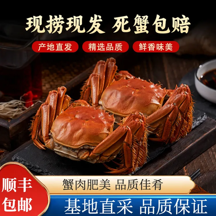 【活蟹】江苏精品大闸蟹2.3-2两 母蟹10只