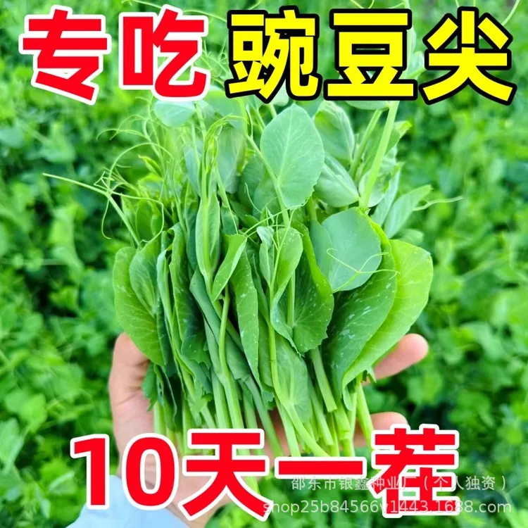 无须豌豆苗种子豌豆尖种子水培荷兰豆碗豆尖芽菜种子