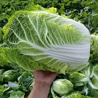 【沾土就活】四季黄心大白菜苗包菜苗甘蓝苗阳台庭院种植蔬菜秧苗