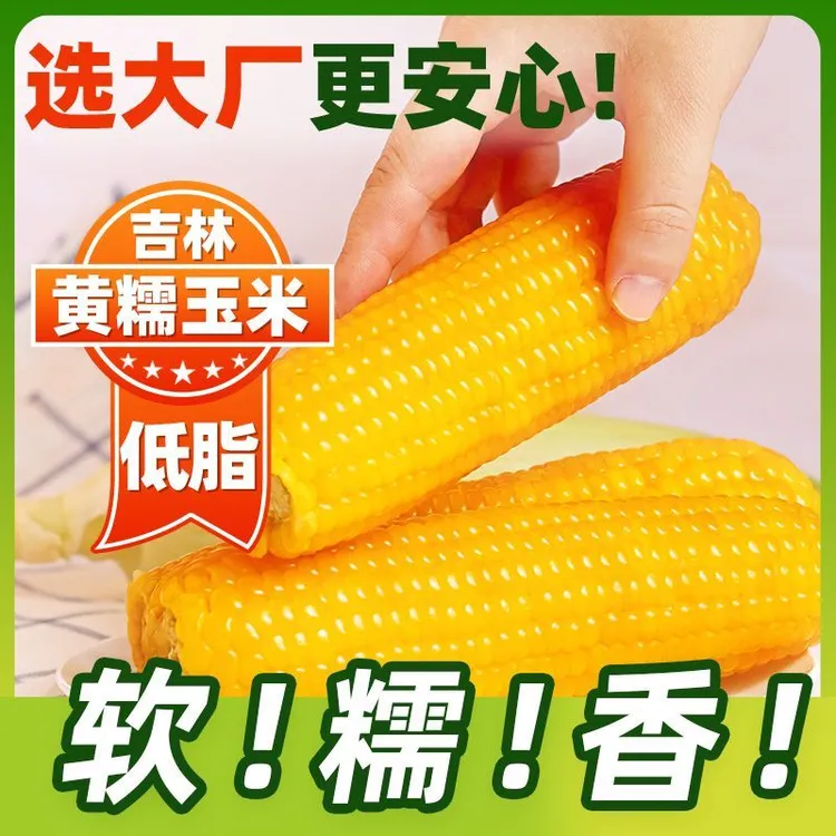 【试吃5棒】东北黄玉米糯玉米甜糯240克-280克*10根营养早餐粗粮