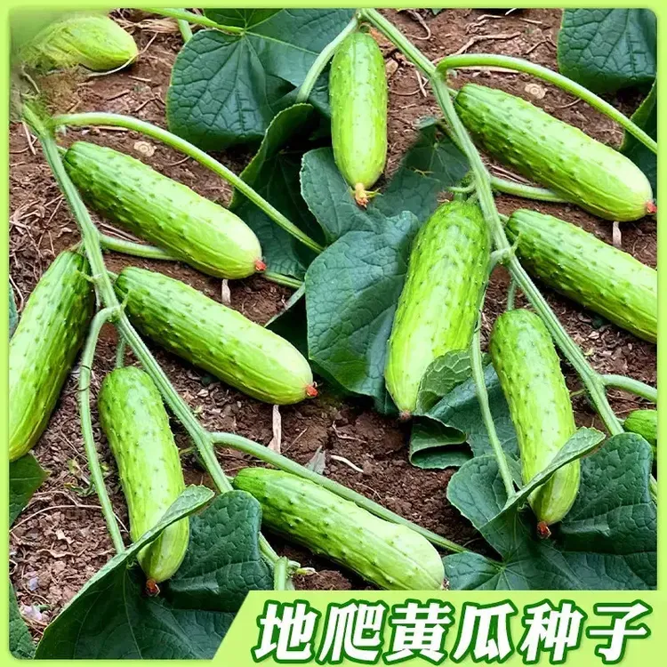 懒人易种水果耐旱懒人地爬瓜种子 春秋免搭架黄瓜肥料单质磷肥商品图