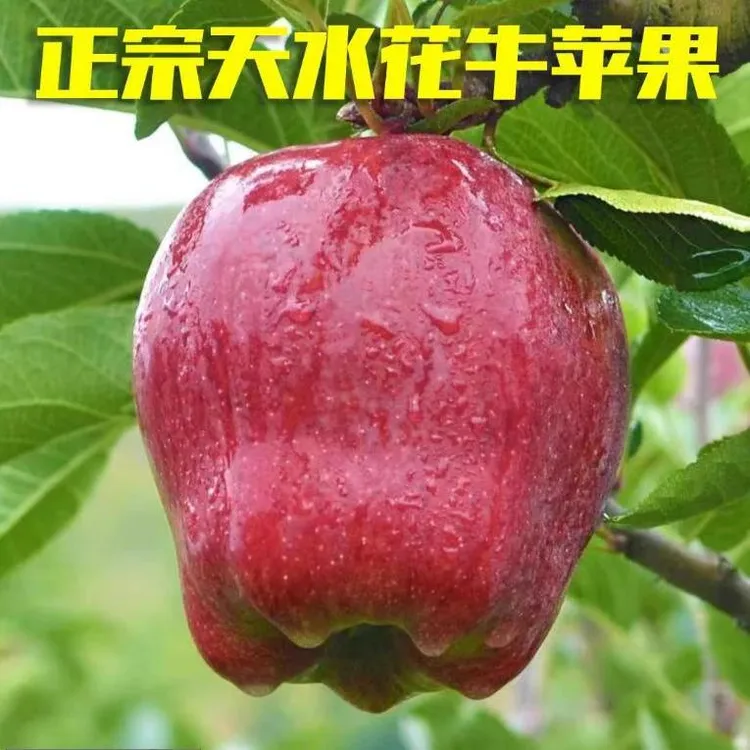甘肃天水正宗花牛苹果当季新鲜水果脆粉两吃