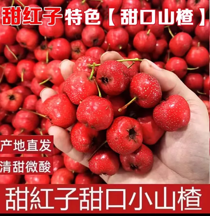 新鲜山楂 小山楂 甜红子山楂 糖雪球专用鲜果