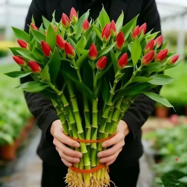 四季招财旺宅水培幸运竹富贵竹室内办公净化空气盆栽绿植吸甲醛