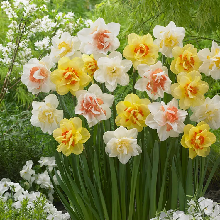 花自开洋水仙 多年生种球室内耐寒盆栽超好种植养护重瓣水仙球根