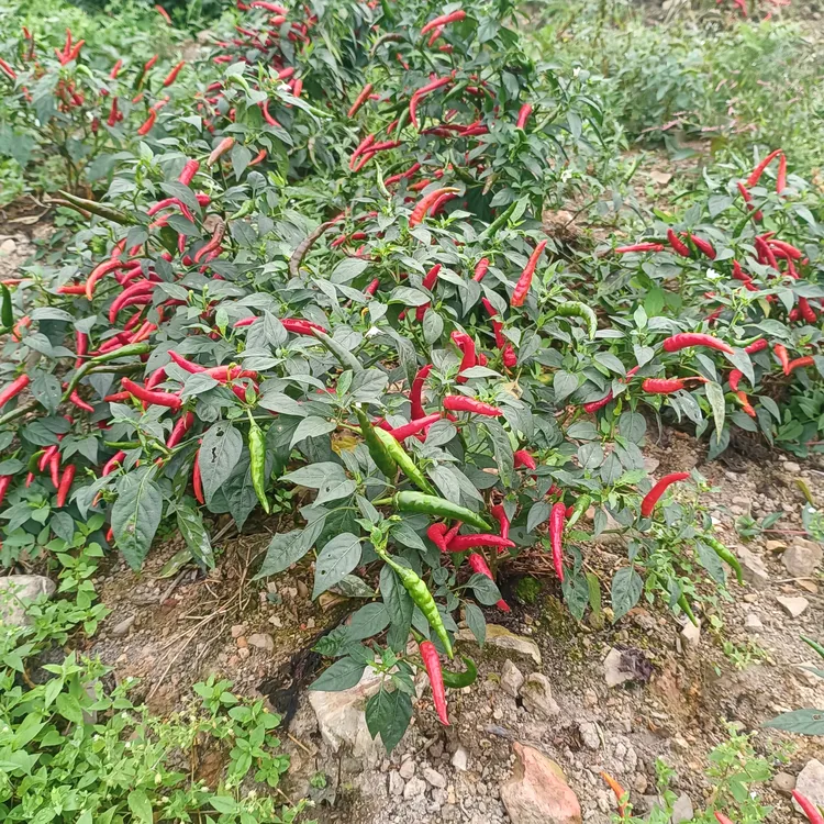 农家自种新鲜现摘青红辣椒薄皮辣椒剁椒酱专用辣椒