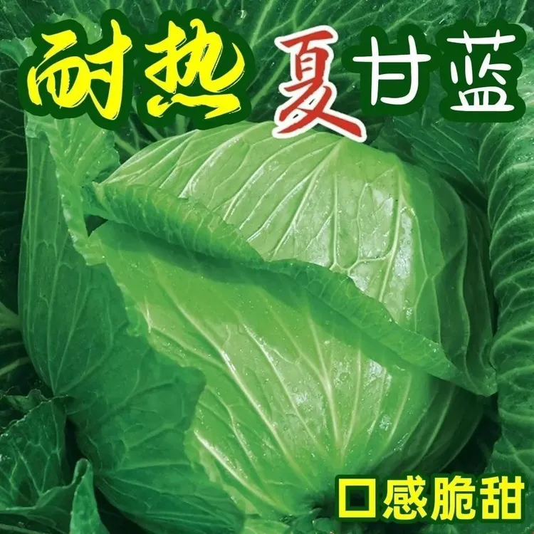 耐热甘蓝种子耐热包菜卷心菜籽莲花白种籽抗虫抗病抗热蔬菜种子孑
