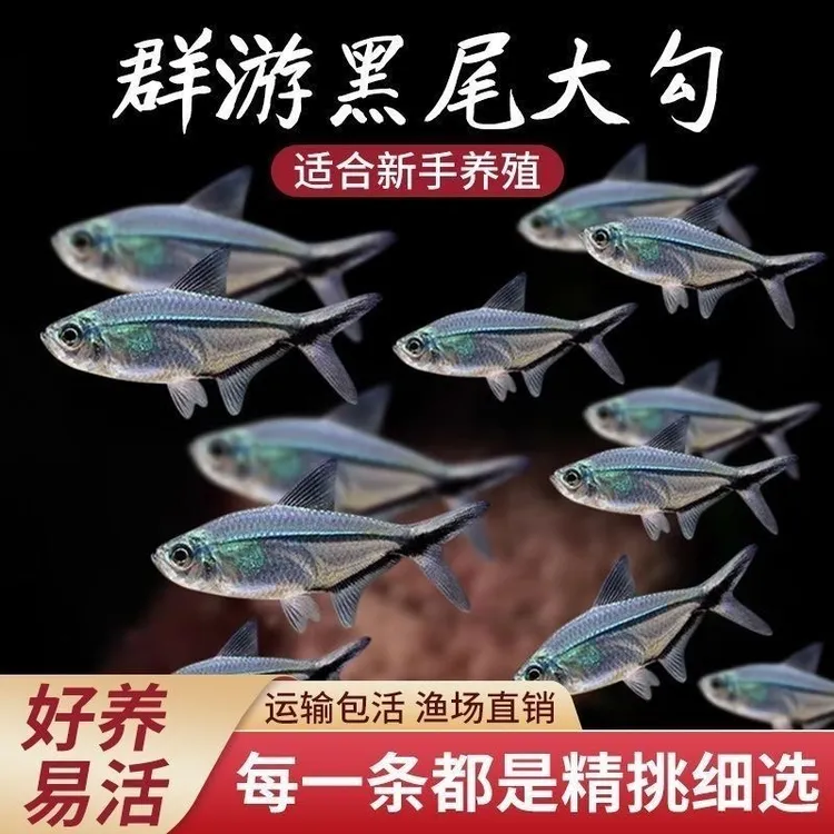 [黑尾大勾] 群游观赏鱼草缸小型活体热带淡水好养红大勾灯科混养