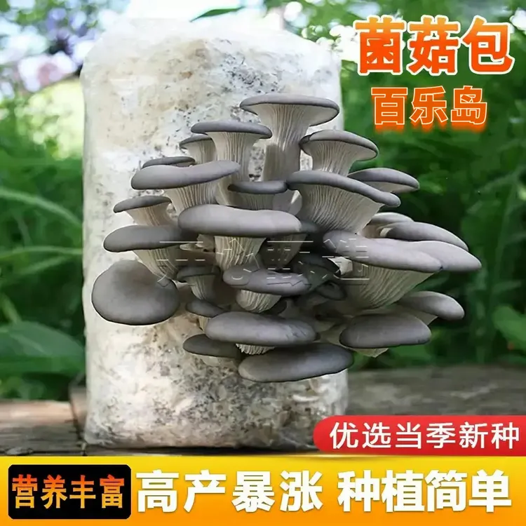 【蘑菇菌包】蘑菇种植包平菇香菇食用菌蘑菇种子家庭种植阳台种植