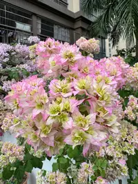 丨重瓣怡景丨三角梅袋苗四季勤花南北方新手养室内外阳台绿植花卉