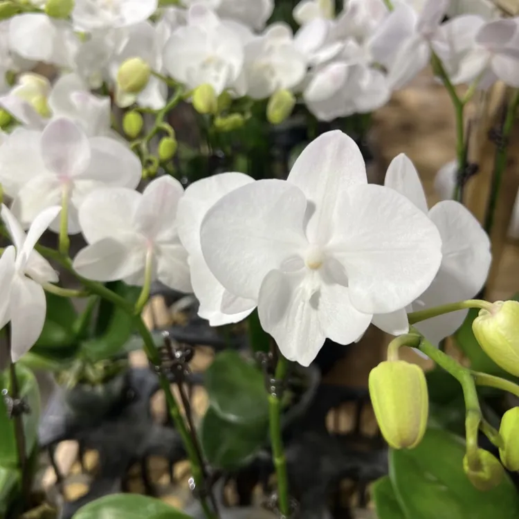 【白天鹅大苗】蝴蝶兰中花白色花卉盆栽