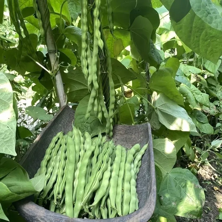 贵州农家四季豆通货现摘扁豆刀豆四季豆青豆角芸豆无筋豆新鲜蔬菜
