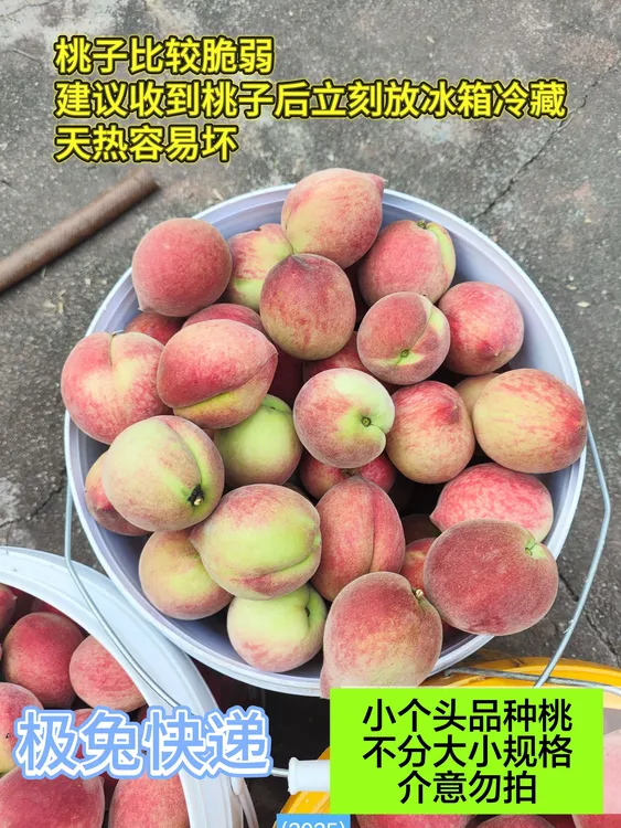 【红桃子25年卖完了，7月初有鹰嘴桃】老虎家桃子包邮新鲜现摘现发