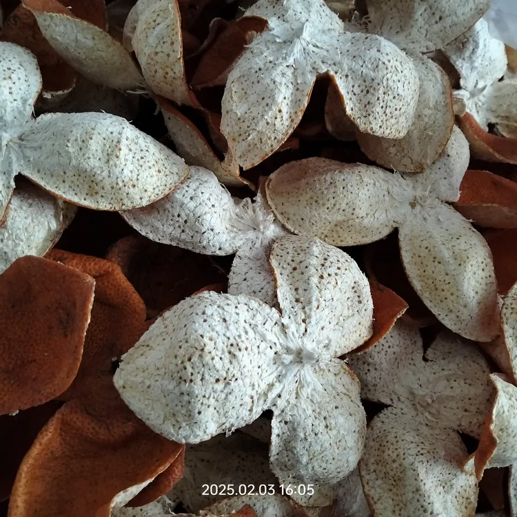 2024年（32年树龄）浦北冬后大红皮