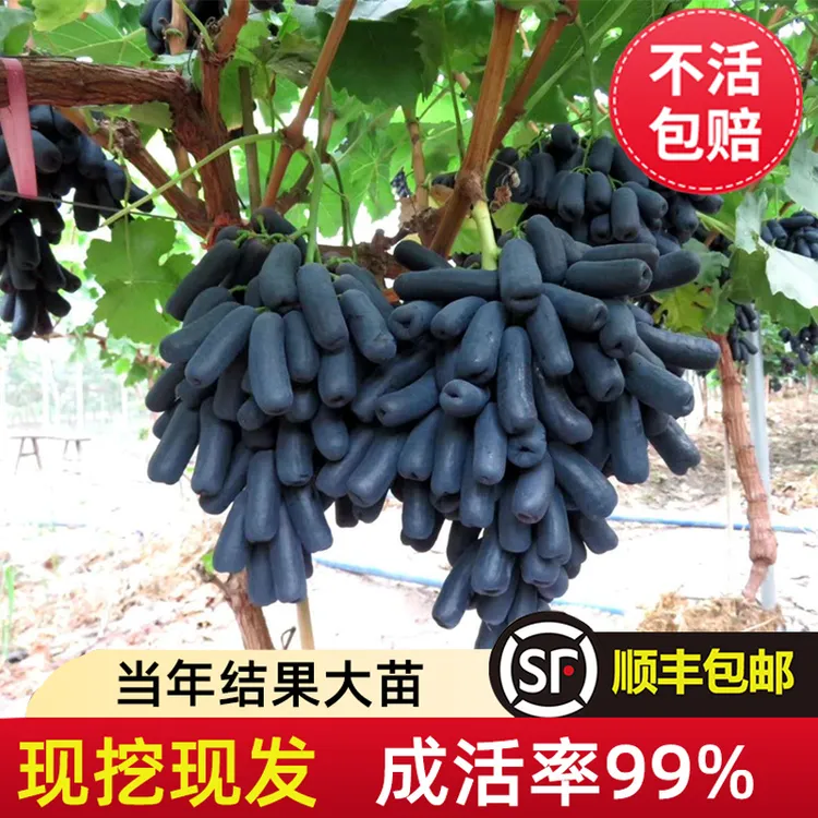 葡萄树苖阳光玫瑰巨峰金手指蓝宝石葡萄树苗果树果苗爬藤种植耐寒