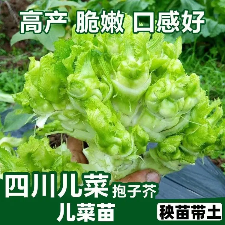 正宗四川儿菜早熟娃娃菜抱子芥特大抱儿菜早熟高产秋冬耐寒蔬菜苗