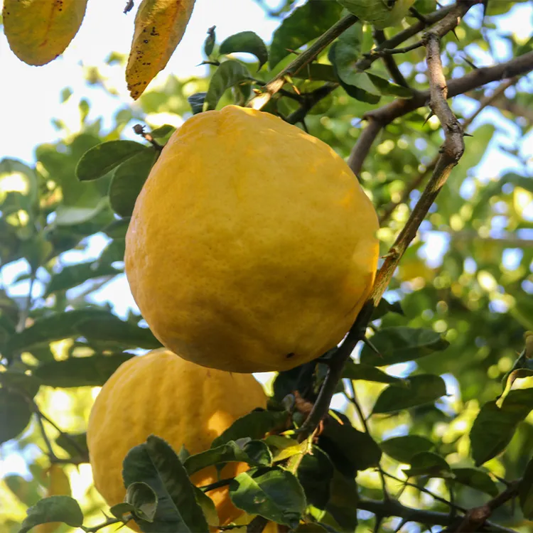 香橼果新鲜食用云南佛手果香甜清脆观赏清供闻香特大果枸橼子