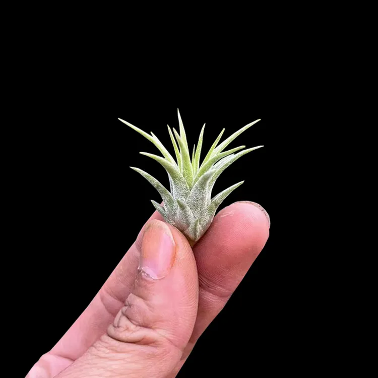 创意迷你绿植空气凤梨工位小盆景无土栽培桌面花净化空气喷水就活