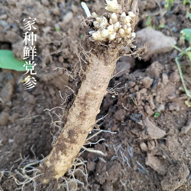 鲜党参 甘肃新鲜党参有浮土当季产新
