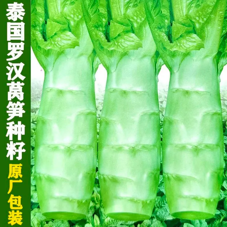 四川罗汉王莴笋种籽圆叶粗壮莴苣鸡腿莴笋四季播耐热南方蔬菜种子商品图