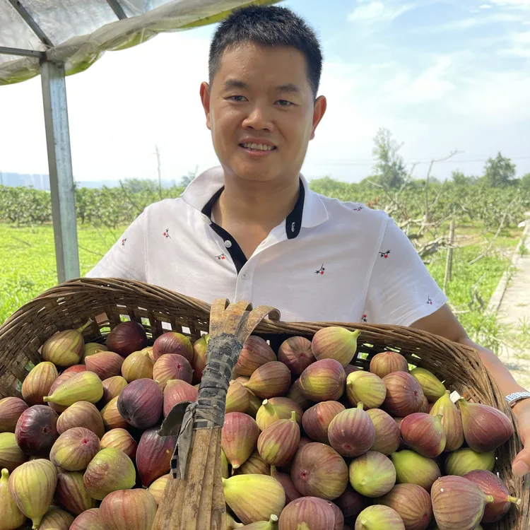 【树上熟】云南冬季无花果顺丰包邮新鲜采摘优质孕妇水果香甜软糯