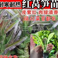 正品红皮莴笋苗红皮莴笋薄皮秧苗便宜红叶莴笋秋冬季蔬菜耐寒耐热