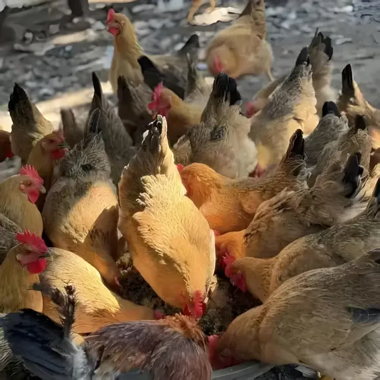 7只（宠物鸡）麻羽宠物鸡 包邮