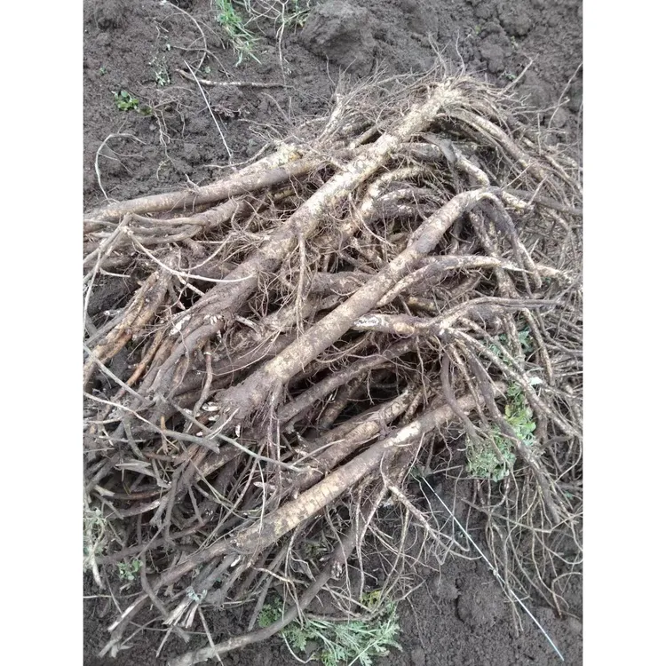 甘肃岷县新鲜黄芪鲜挖现发整条可泡水煲汤炖肉当季鲜货