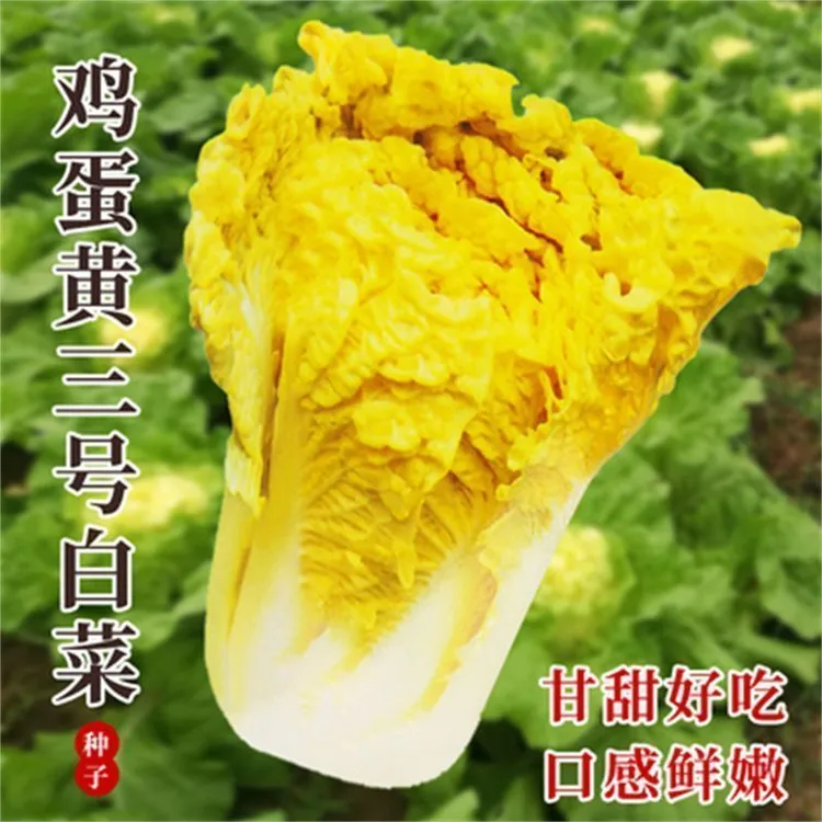 正宗鸡蛋黄白菜种子黄心大白菜早熟抗病高产四季菜籽正品蔬菜种子商品图
