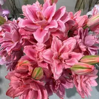 百合树-落日珊瑚重瓣百合水养鲜花吸色有色差正常