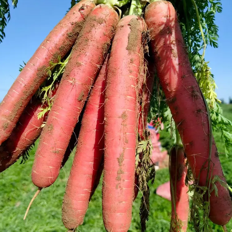 甘肃沙地胡萝卜新鲜蔬菜水果胡萝红萝卜生吃红萝卜当季蔬菜水萝卜