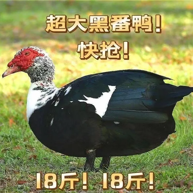 大种宠物黑番鸭西洋幼番旱鸭红脸纯种鸳鸯鸭藤子鸭苗红活苗宠物