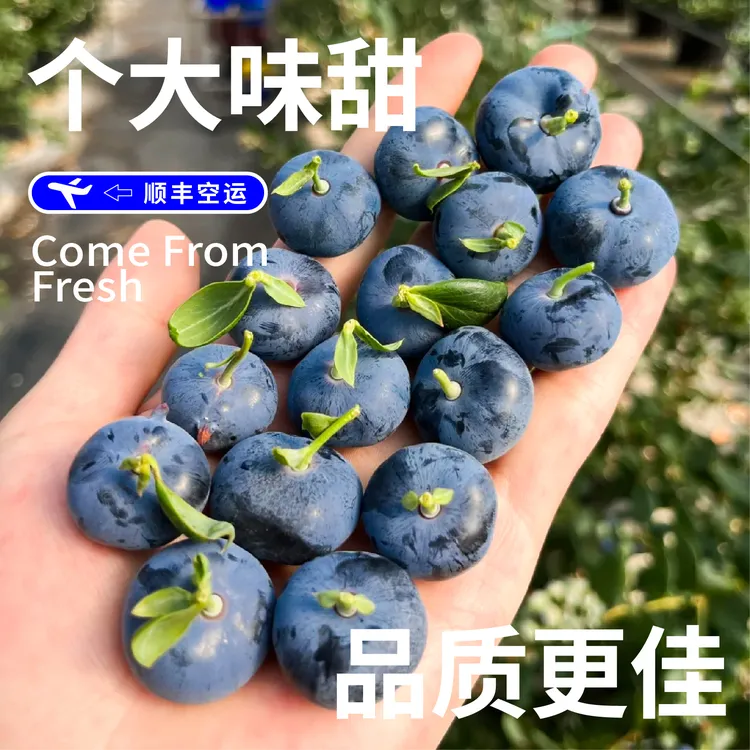 【M89 巨无霸｜顺丰空运】云南澄江大蓝莓脆甜花香 现采摘特大果蓝莓