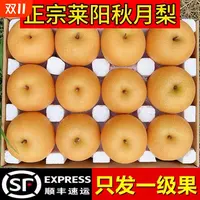 [顺丰快递]方迈果业正宗头茬莱阳秋月梨冰糖子当季水果脆甜多汁