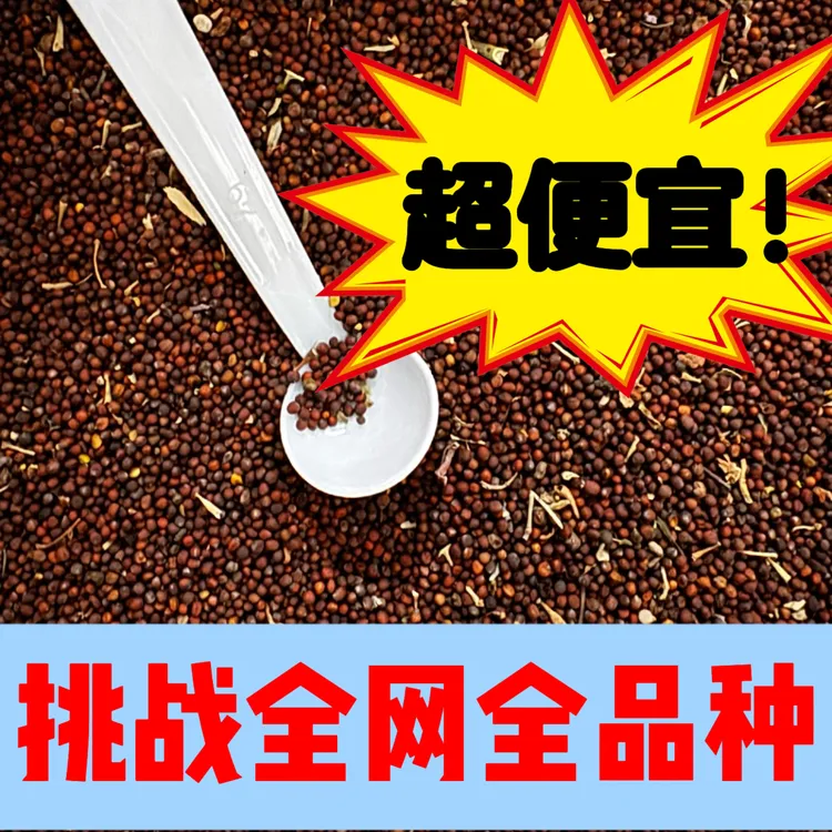 挑战全网特惠羽衣甘蓝种子超大量超全品种