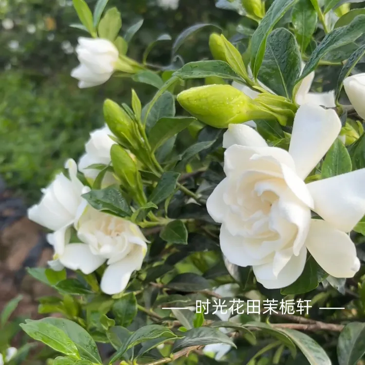 乐山玫瑰二栀子花苗（玫瑰趴栀)原土原杯露天小苗裸苗批发 
