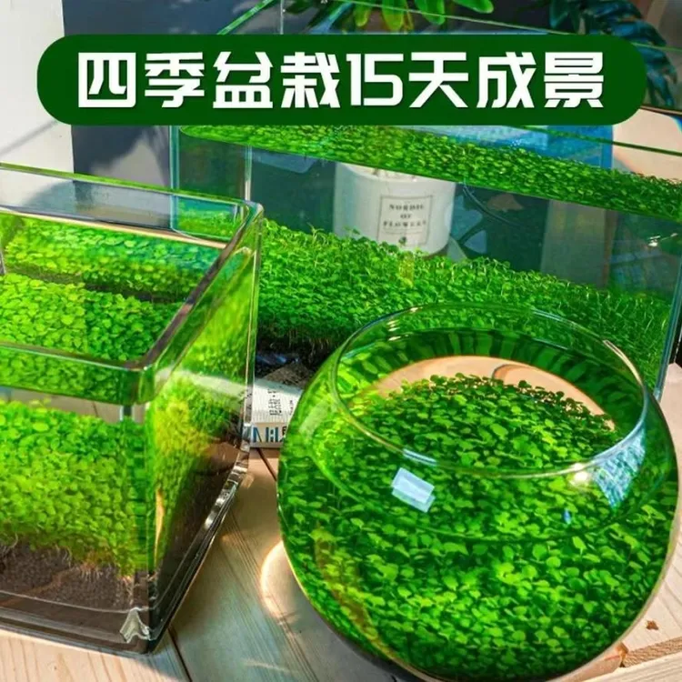【水草种子】鱼缸水草籽草缸造景真草水草孑牛毛草种子